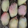 Caja Mangos de la Axarquia- 4kg aprox - Imagen 2